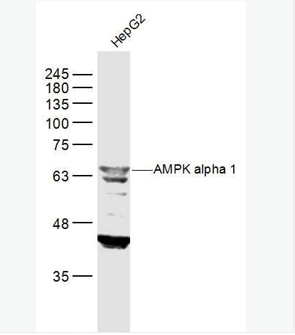 Anti-AMPK alpha 1 antibody-腺苷单磷酸活化蛋白激酶α1抗体