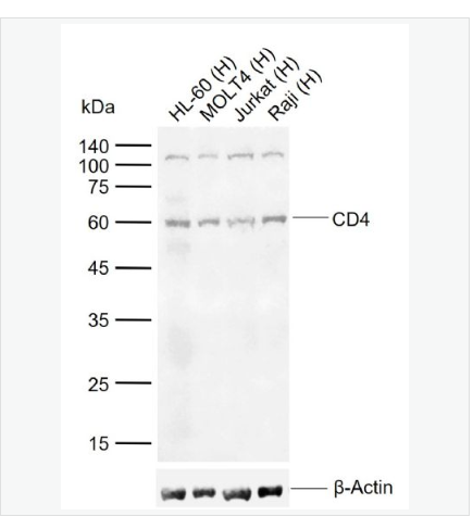 Anti-CD4 antibody-CD4抗体