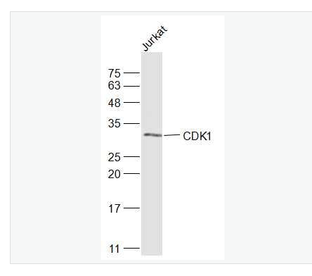 Anti-CDK1 antibody-周期素依赖性激酶1抗体