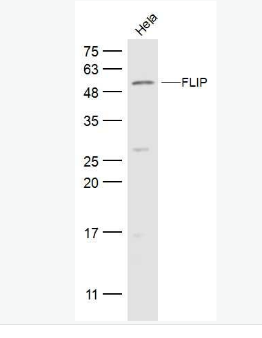Anti-FLIP antibody-FLIP抗体
