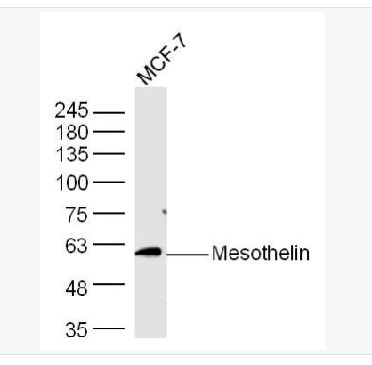 Anti-Mesothelin antibody-间皮素抗体