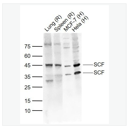 Anti-SCF antibody-干细胞生长因子抗体