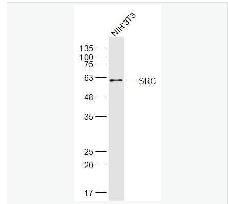 Anti-SRC antibody-src原癌基因抗体