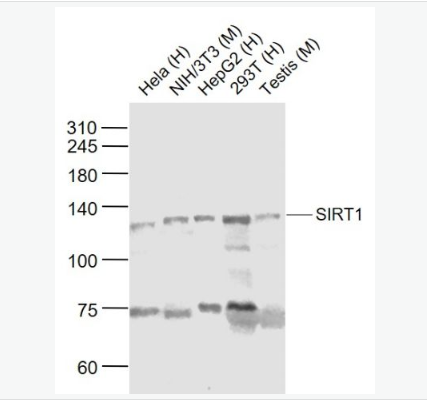 Anti-SIRT1 antibody-沉默调节蛋白1抗体