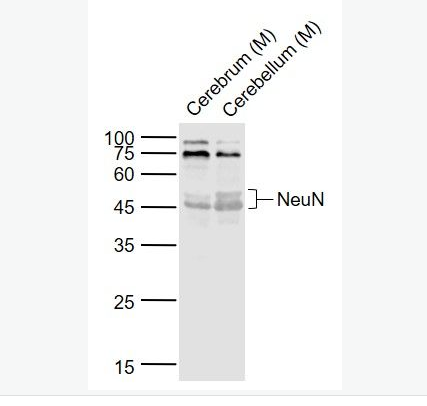Anti-NeuN antibody-神经元核抗原抗体