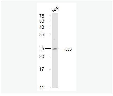 Anti-IL33 antibody -白介素33抗体