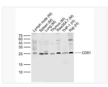 Anti-CD81  antibody -CD81抗体