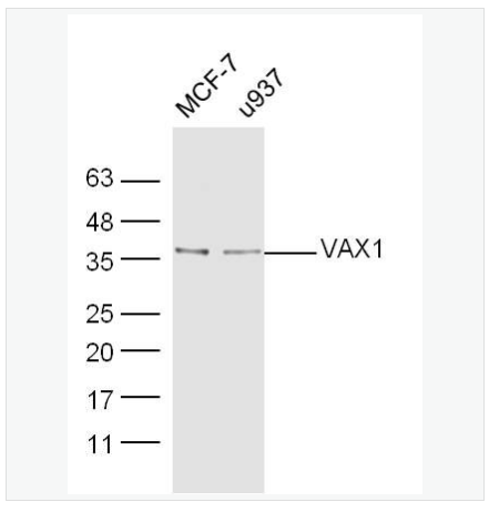 Anti-VAX1 antibody -视神经视网膜相关蛋白VAX1抗体