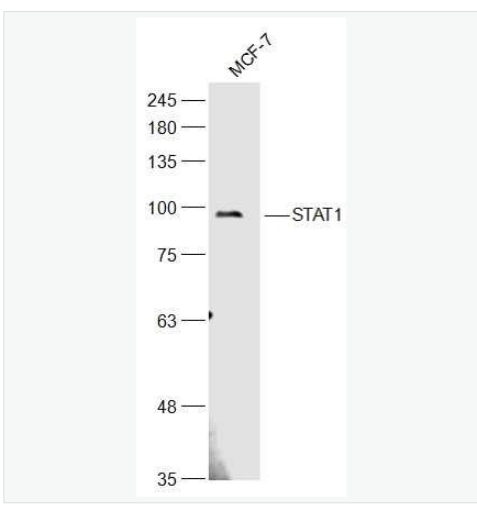 Anti-STAT1 antibody-信号转导与转录激活因子1抗体