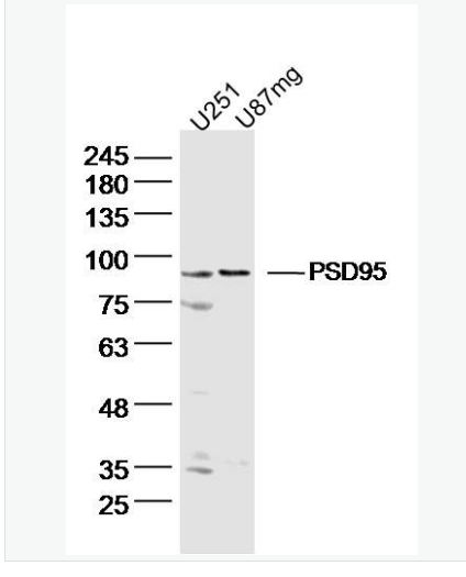 Anti-PSD95 antibody-突触后密度蛋白95抗体