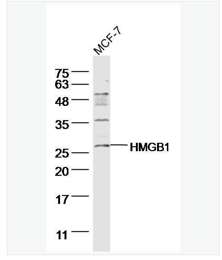 Anti-HMGB1 antibody - 高迁移率族蛋白B1抗体