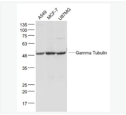 Anti-Gamma Tubulin antibody-微管蛋白γ单克隆抗体