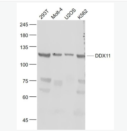 Anti-KRG2/DDX11 antibody-角质细胞生长因子调节蛋白2抗体