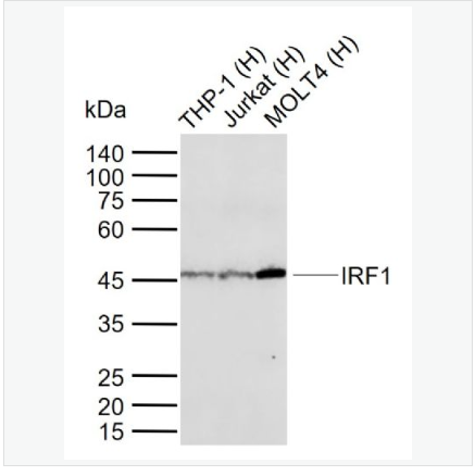Anti-IRF1 antibody-干扰素调节因子1重组兔单克隆抗体