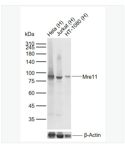 Anti-MRE11antibody-DNA损伤关键蛋白Mre11重组兔单克隆抗体
