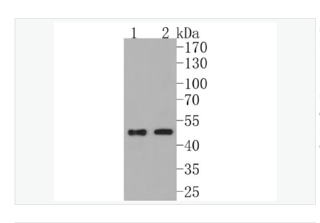 Anti-PDPK1   antibody-PDK1重组兔单克隆抗体