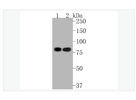 Anti-Ku80 antibody-DNA修复酶Ku-80重组兔单克隆抗体