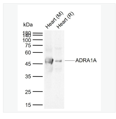 Anti-ADRA1A  antibody-alpha 1肾上腺素能受体A抗体