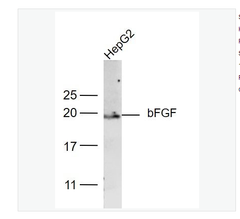 Anti-FGF2 antibody-碱性成纤维细胞生长因子/FGF2抗体