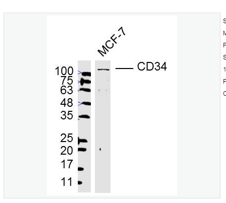 Anti-CD34  antibody-CD34抗体