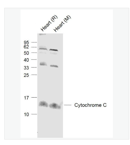 Anti-Cytochrome C  antibody-细胞色素C抗体