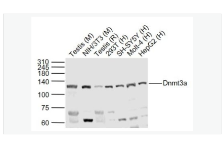 Anti-Dnmt3a antibody-DNA甲基转移酶-3α抗体