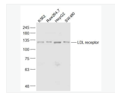 Anti-LDLR antibody-低密度脂蛋白受体抗体