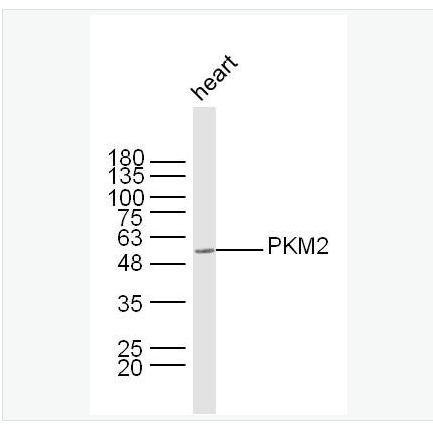 Anti-PKM2 antibody-丙酮酸激酶-M2抗体