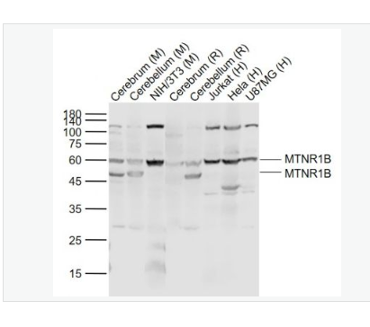 Anti-MTNR1B antibody-褪黑素受体1B抗体