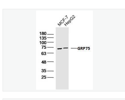 Anti-GRP75 antibody-G蛋白偶联受体75抗体