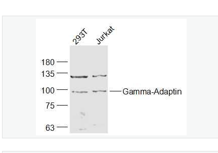 Anti-Gamma-Adaptin antibody-衔接蛋白γ/γ-Adaptin抗体