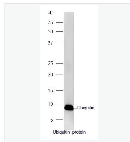 Anti-Ubiquitin antibody-泛素蛋白抗体