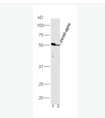 Anti-PPAR alpha antibody-α型-过氧化酶活化增生受体抗体