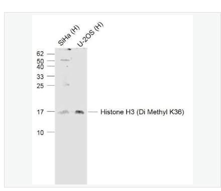 Anti-Histone H3 (Di Methyl K36) antibody-二甲基化组蛋白H3抗体