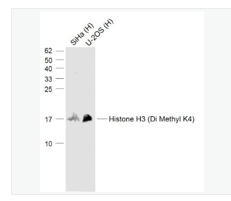 Anti-Histone H3 (Di Methyl K4) antibody-二甲基化组蛋白H3K4抗体