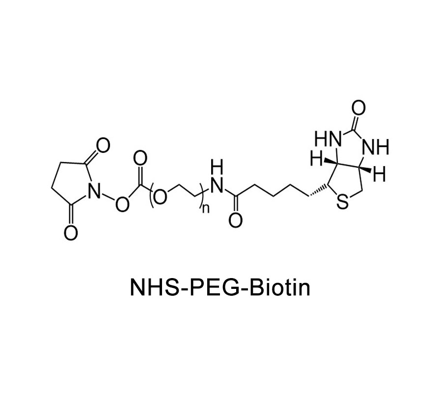 生物素-聚乙二醇-活性酯；Biotin-PEG-NHS