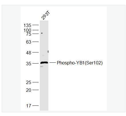 Anti-Phospho-YB1antibody-Phospho-YB1 (Ser102)