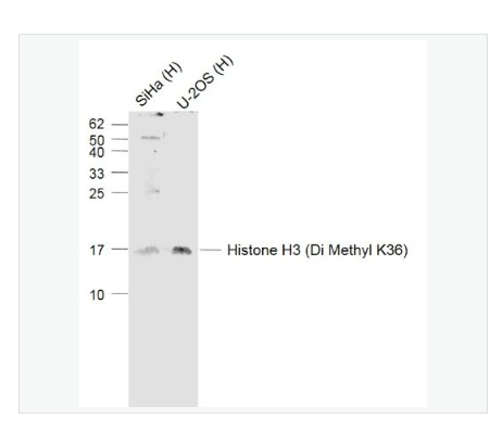 Anti-Histone H3  antibody-二甲基化组蛋白H3抗体