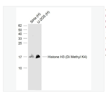 Anti-Histone H3  antibody-二甲基化组蛋白H3K4抗体