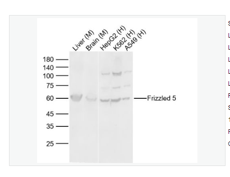 Anti-Frizzled 5 antibody   -Wnt信号受体蛋白抗体