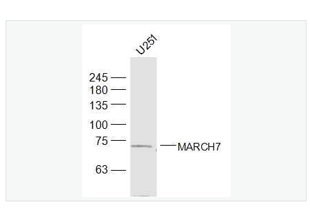 Anti-MARCH7antibody  -膜相关环指蛋白7抗体