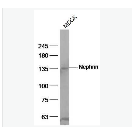 Anti-Nephrin antibody  -肾小球细胞粘附分子受体抗体