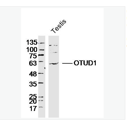 Anti-OTUD1 antibody  -OTUD1蛋白抗体