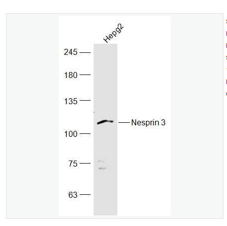 Anti-Nesprin 3antibody  -突触核膜蛋白3抗体