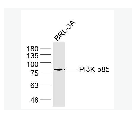 Anti-PIK3R1 antibody  -磷脂酰肌醇激酶单克隆抗体