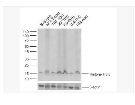 Anti-Histone H3.3 antibody  -Histone H3.3重组兔单克隆抗体