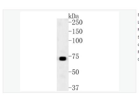 Anti-CD73  antibody  -CD73重组兔单克隆抗体