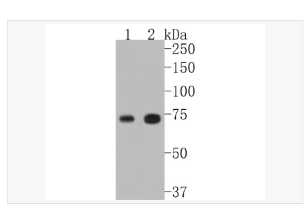 Anti-TAK1/MAP3K7  antibody  -转化生长因子β活化激酶1抗体