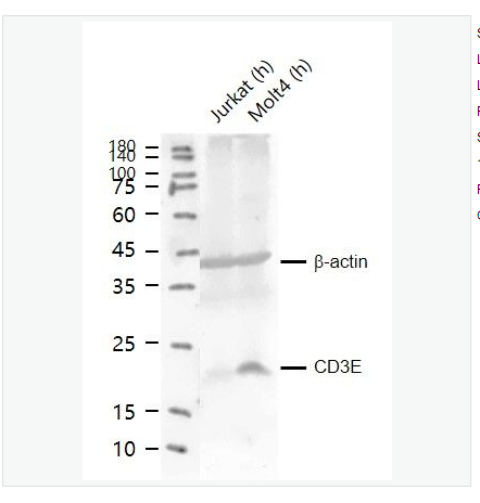 Anti-CD3E  antibody  -CD3/CD3-ε 重组兔单克隆抗体