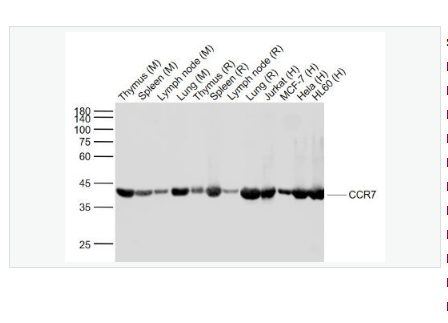 Anti-CCR7  antibody  -细胞表面趋化因子受体7重组兔单克隆抗体